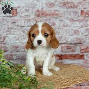 Havana, Cavalier King Charles Spaniel Puppy